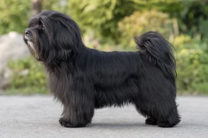 Bichon Yorkie — Black coat