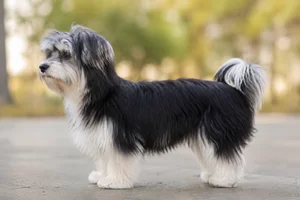 Bichon Yorkie — Combinations coat