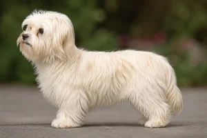 Bichon Yorkie — Cream coat