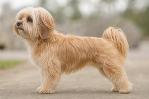 Bichon Yorkie — Tan coat
