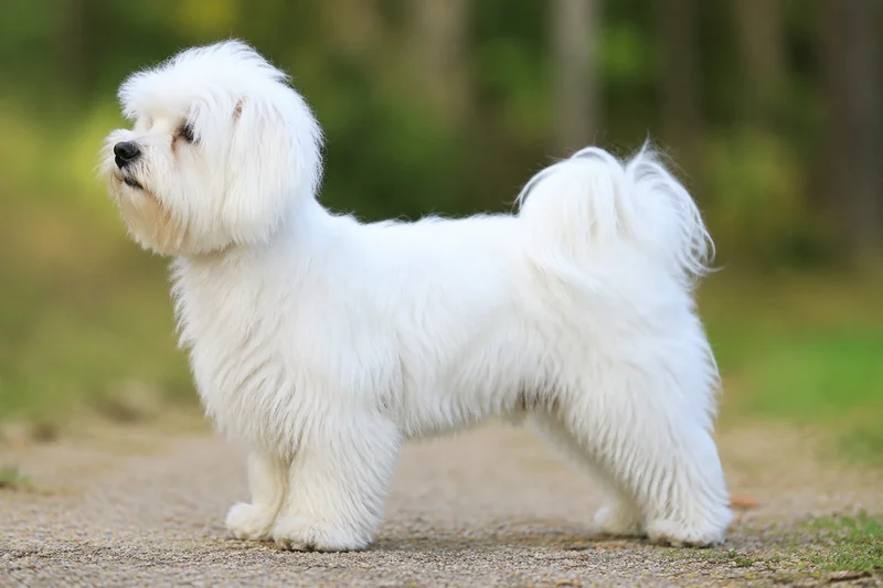 Bichon Yorkie — White coat