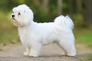 Bichon Yorkie — White coat