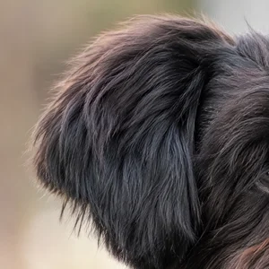 Bichon Yorkie — ears