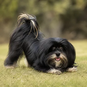 Bichon Yorkie — playful