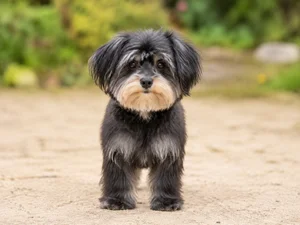 Bichon Yorkie — front