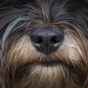 Bichon Yorkie — nose
