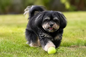 Bichon Yorkie — playing