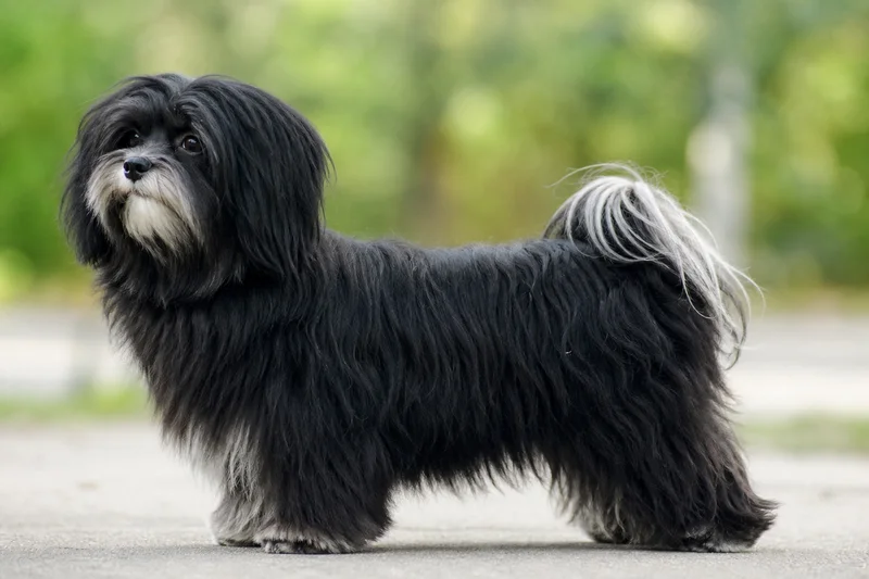 Bichon Yorkie — side