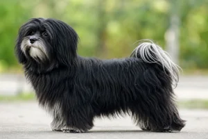 Bichon Yorkie dog