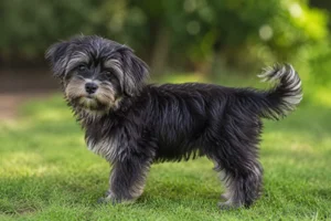 Bichon Yorkie — puppy (~4 mo)