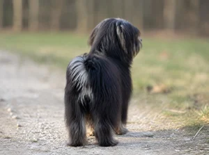 Bichon Yorkie — rear