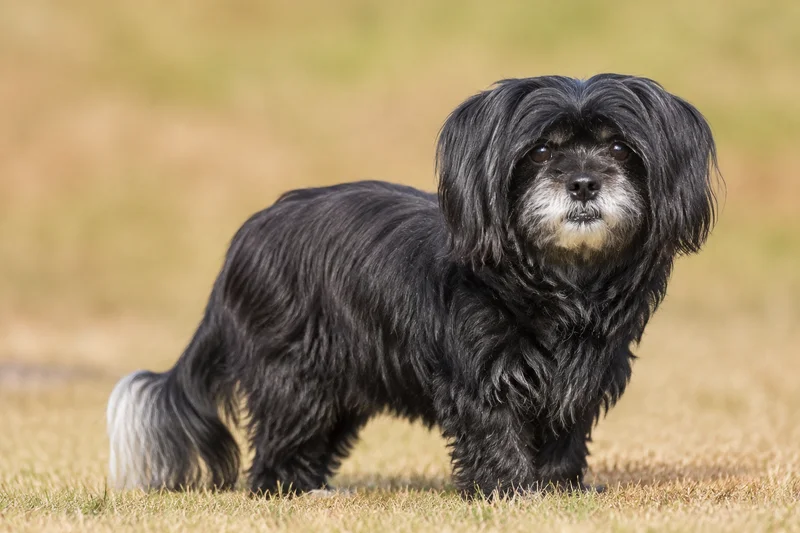 Bichon Yorkie — senior