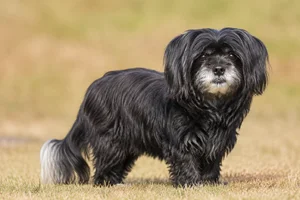 Bichon Yorkie — senior