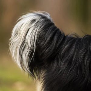 Bichon Yorkie — tail