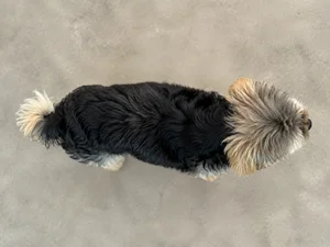 Bichon Yorkie — top