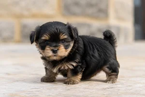 Bichon Yorkie — young puppy (~1 mo)