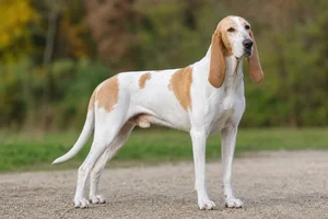 Billy — adult