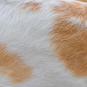 Billy — coat texture