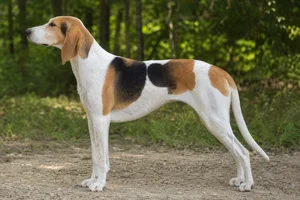 Billy — Tricolor coat