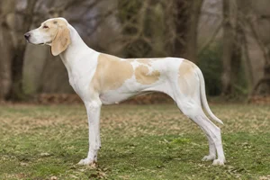 Billy — White & Lemon coat