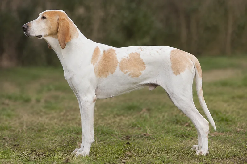 Billy — White & Orange coat
