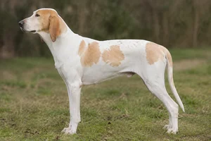 Billy — White & Orange coat