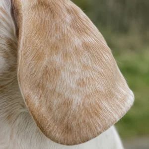 Billy — ears