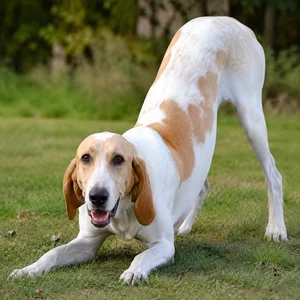 Billy — playful
