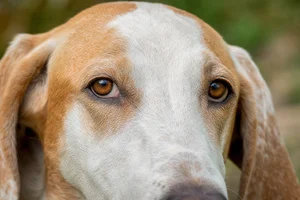 Billy — eyes