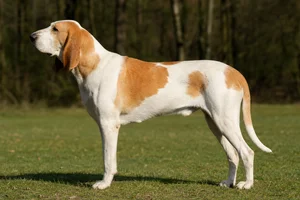 Billy dog
