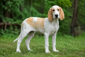 Billy — puppy (~4 mo)