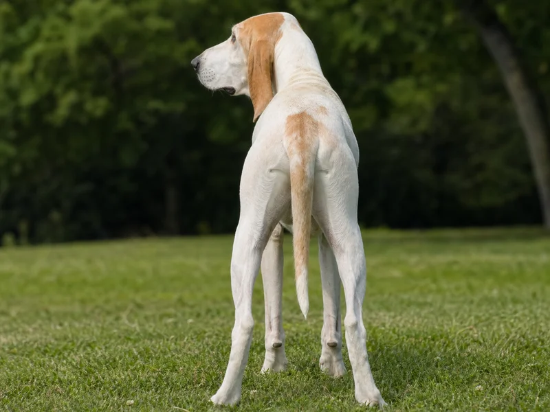 Billy — rear