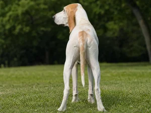 Billy — rear