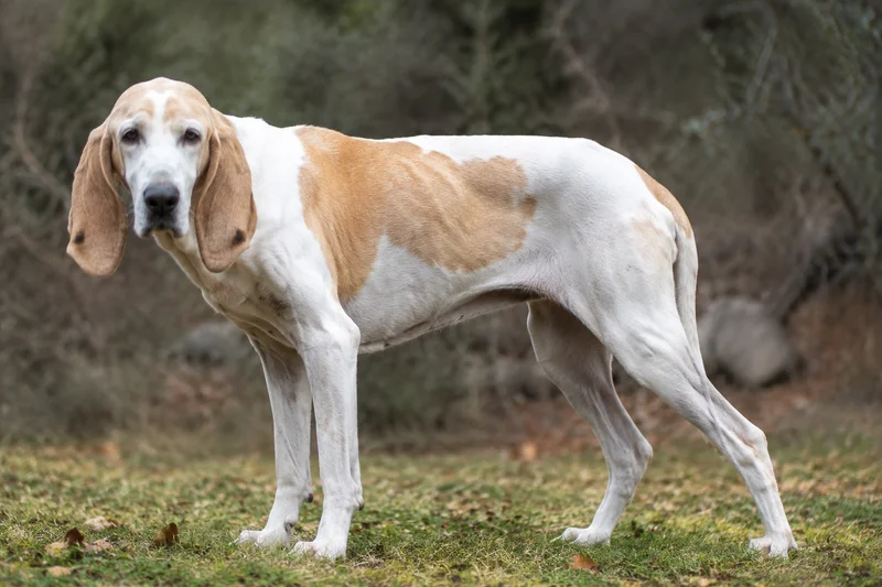 Billy — senior
