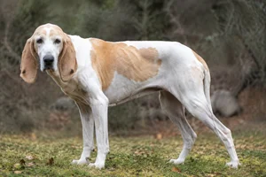 Billy — senior