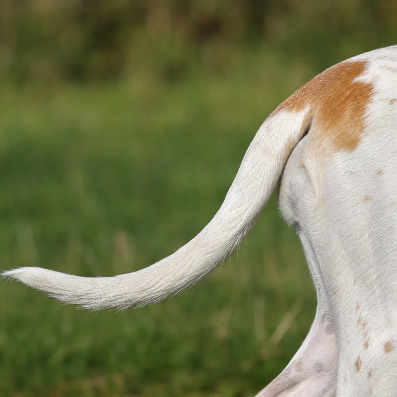 Billy — tail