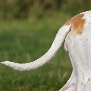 Billy — tail