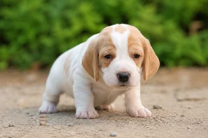 Billy — young puppy (~1 mo)