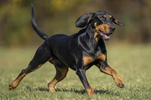 Black and Tan Coonhound — running