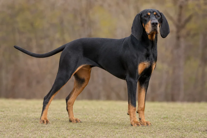 Black and Tan Coonhound — adult