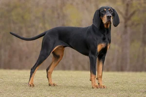 Black and Tan Coonhound — adult