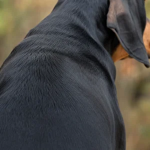 Black and Tan Coonhound — coat texture