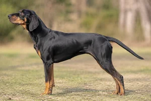 Black and Tan Coonhound — Black and Tan coat