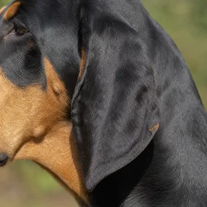 Black and Tan Coonhound — ears