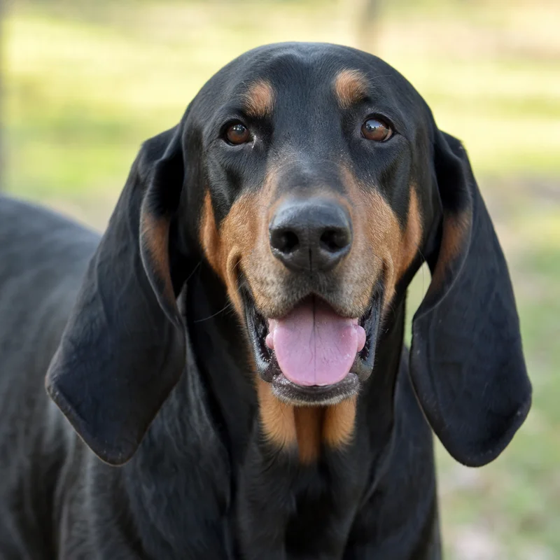 Black and Tan Coonhound — happy