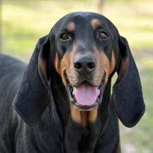 Black and Tan Coonhound — happy