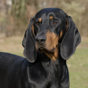 Black and Tan Coonhound — relaxed