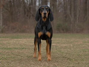 Black and Tan Coonhound — front