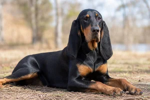 Black and Tan Coonhound — lying down
