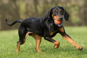 Black and Tan Coonhound — playing